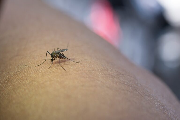 Mosquito Season in San Antonio